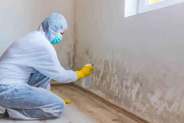 Licensed Black Mold Removal service in North East, MD - WQB Mold Removal