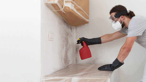 Professional Black Mold Removal technician working in North East, MD