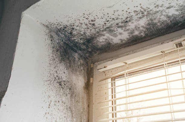 Affordable Black Mold Removal solutions in North East, MD